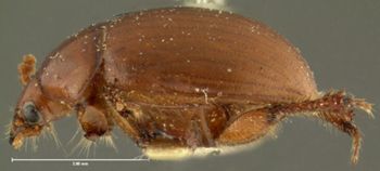 Media type: image;   Entomology 24021 Aspect: habitus lateral view